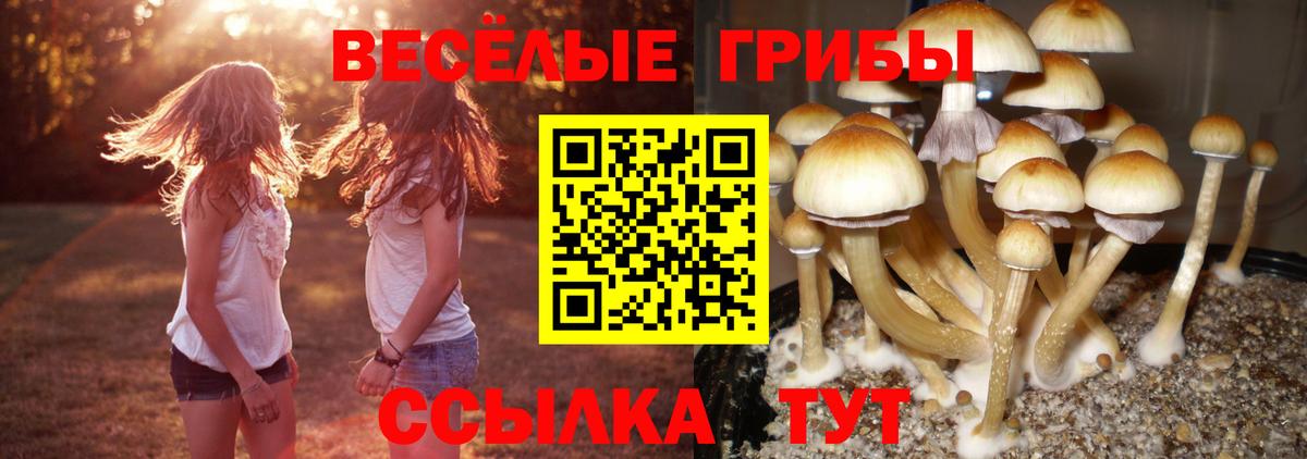 Губкинский  Псилоцибиновые грибы мицелий  Вход с VPN  Псилоцибиновые грибы Magic Shrooms 